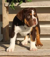 Rose, a female English Bulldog and Beagle for sale in Baltic, OH – 7 of 8