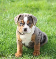 Fabian, a male English Bulldog and Beagle for sale in Baltic, OH – Photo 5 of 9