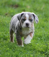 Bianca, a female English Bulldog and Beagle for sale in Baltic, OH – Photo 4 of 10