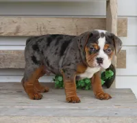 Fabian, a male English Bulldog and Beagle for sale in Baltic, OH – Photo 8 of 9