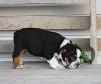 Rover, a male English Bulldog and Beagle for sale in Baltic, OH – Photo 2 of 9
