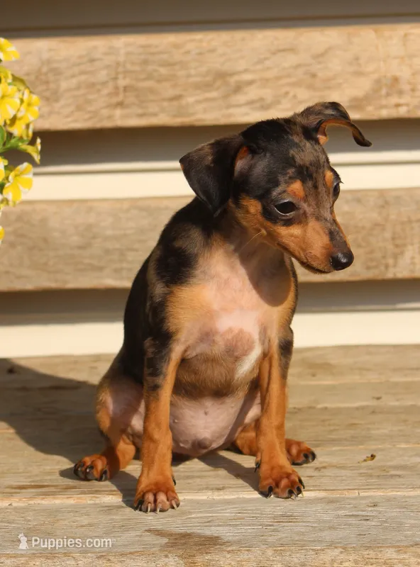 Dallas – Miniature Pinscher puppy for sale in Baltic, OH