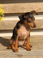Dallas, a male Miniature Pinscher for sale in Baltic, OH – 1 of 6