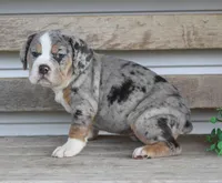 Bianca, a female English Bulldog and Beagle for sale in Baltic, OH – Photo 6 of 10