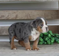 Reba, a female English Bulldog and Beagle for sale in Baltic, OH – Photo 7 of 8