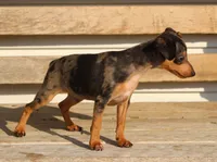 Dallas, a male Miniature Pinscher for sale in Baltic, OH – 4 of 6