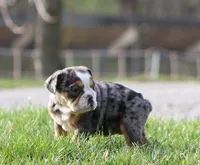 Jewel, a female English Bulldog and Beagle for sale in Baltic, OH – Photo 4 of 10