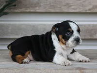 Rover, a male English Bulldog and Beagle for sale in Baltic, OH – Photo 8 of 9