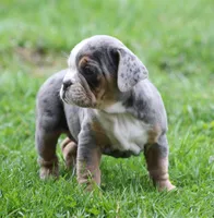 Reba, a female English Bulldog and Beagle for sale in Baltic, OH – Photo 4 of 8