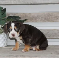 April, a female English Bulldog and Beagle for sale in Baltic, OH – Photo 6 of 7