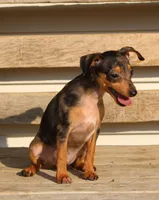 Dallas, a male Miniature Pinscher for sale in Baltic, OH – 5 of 6
