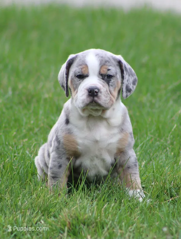 Bianca – English Bulldog, Beagle puppy for sale in Baltic, OH