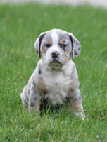 Bianca, a female English Bulldog and Beagle for sale in Baltic, OH – Photo 1 of 10