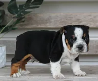 Rover, a male English Bulldog and Beagle for sale in Baltic, OH – Photo 7 of 9