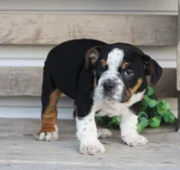 Rover, a male English Bulldog and Beagle for sale in Baltic, OH – Photo 1 of 9