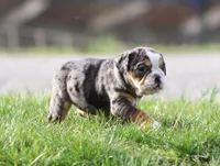 Jewel, a female English Bulldog and Beagle for sale in Baltic, OH – Photo 2 of 10