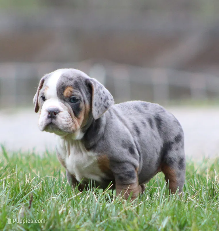 Reba – English Bulldog, Beagle puppy for sale in Baltic, OH
