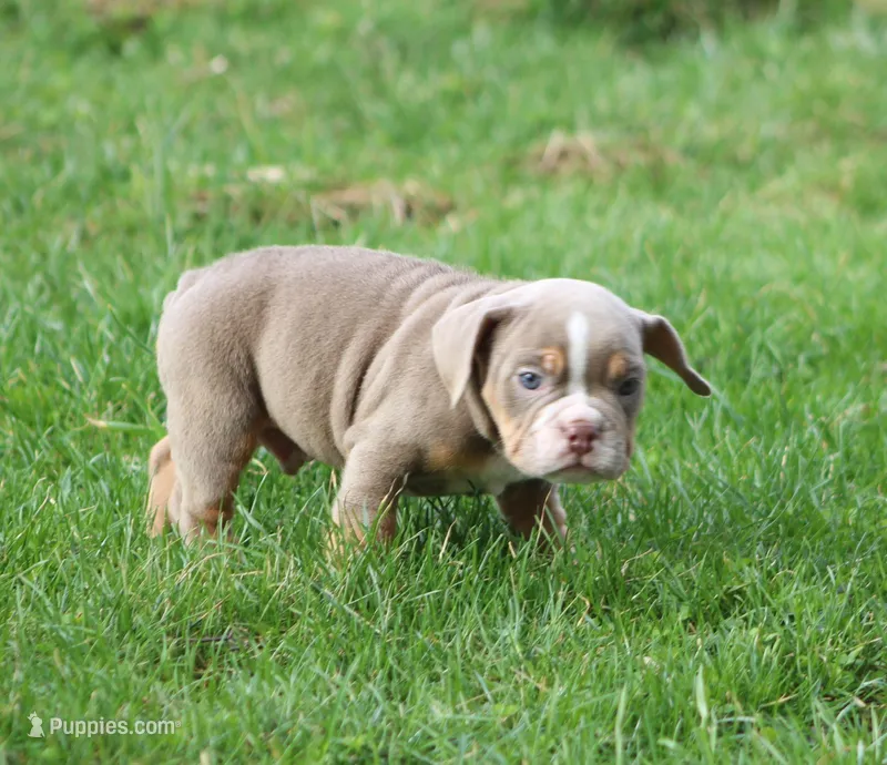 Rolex – English Bulldog, Beagle puppy for sale in Baltic, OH