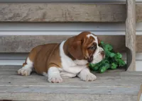 Lily, a female English Bulldog and Beagle for sale in Baltic, OH – Photo 4 of 6