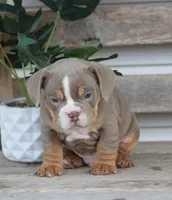 Rolex, a male English Bulldog and Beagle for sale in Baltic, OH – Photo 9 of 10