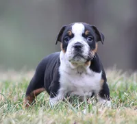 Rover, a male English Bulldog and Beagle for sale in Baltic, OH – Photo 6 of 9