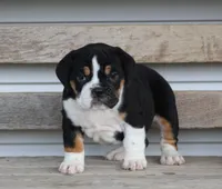 Mia, a female English Bulldog and Beagle for sale in Baltic, OH – Photo 4 of 7