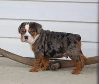 Fabian, a male English Bulldog and Beagle for sale in Baltic, OH – Photo 4 of 9