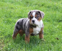 Fabian, a male English Bulldog and Beagle for sale in Baltic, OH – Photo 7 of 9