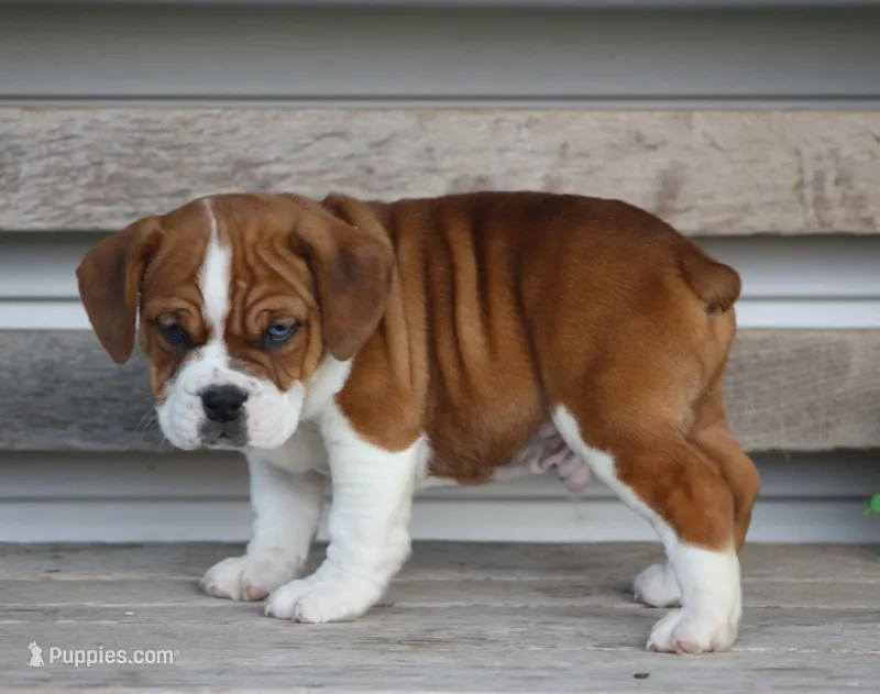 Rusty – English Bulldog, Beagle puppy for sale in Baltic, OH
