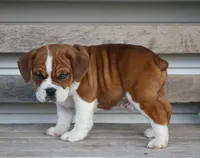 Rusty, a male English Bulldog and Beagle for sale in Baltic, OH – Photo 1 of 9