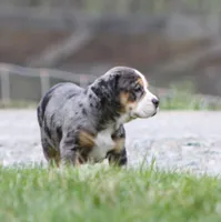 Molly, a female English Bulldog and Beagle for sale in Baltic, OH – Photo 5 of 9