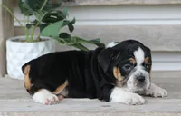 Leo, a male English Bulldog and Beagle for sale in Baltic, OH – Photo 6 of 8