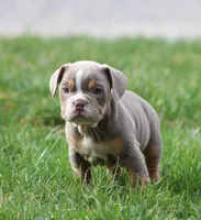 Rolex, a male English Bulldog and Beagle for sale in Baltic, OH – Photo 5 of 10