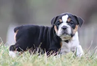 Leo, a male English Bulldog and Beagle for sale in Baltic, OH – Photo 5 of 8