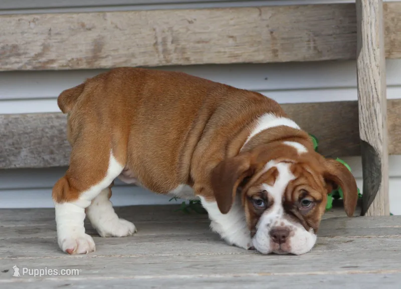 Lily – English Bulldog, Beagle puppy for sale in Baltic, OH