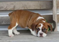 Lily, a female English Bulldog and Beagle for sale in Baltic, OH – Photo 1 of 6