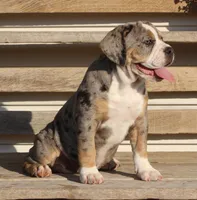 Bianca, a female English Bulldog and Beagle for sale in Baltic, OH – 3 of 10