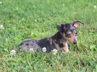 Dallas, a male Miniature Pinscher for sale in Baltic, OH – 3 of 6