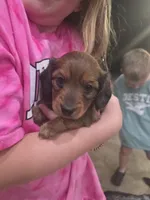 Penny, a female Miniature Dachshund for sale in Springfield, MO – 4 of 10