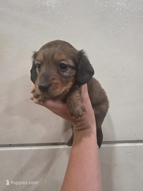 Penny – Miniature Dachshund puppy for sale in Springfield, MO