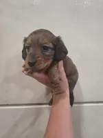 Penny, a female Miniature Dachshund for sale in Springfield, MO – 3 of 10