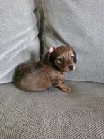 Penny, a female Miniature Dachshund for sale in Springfield, MO – 2 of 10