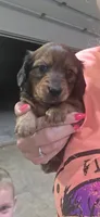 Penny, a female Miniature Dachshund for sale in Springfield, MO – 5 of 10