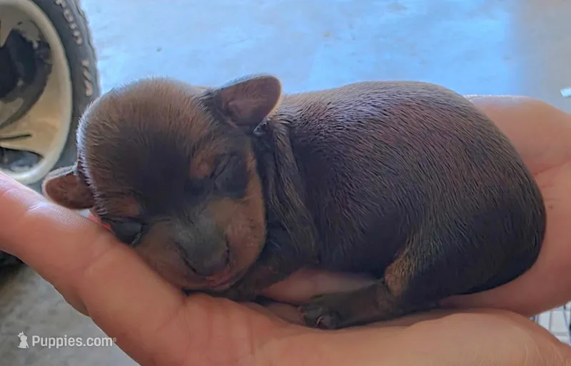 Penny – Miniature Dachshund puppy for sale in Springfield, MO
