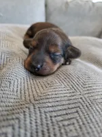 Penny, a female Miniature Dachshund for sale in Springfield, MO – 10 of 10