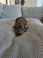 Penny, a female Miniature Dachshund for sale in Springfield, MO – 9 of 10