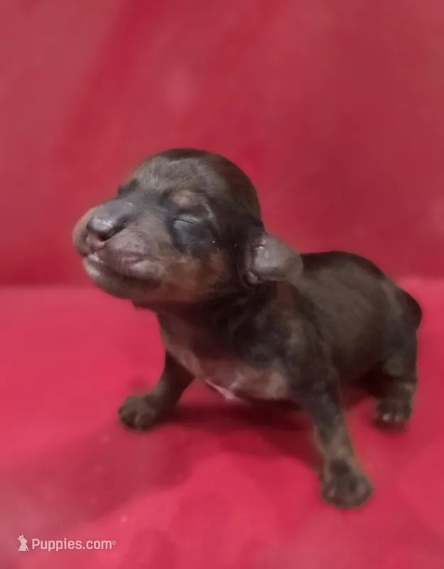 Penny – Miniature Dachshund puppy for sale in Springfield, MO