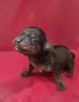 Penny, a female Miniature Dachshund for sale in Springfield, MO – Photo 1 of 3