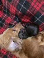 Penny, a female Miniature Dachshund for sale in Springfield, MO – Photo 3 of 3