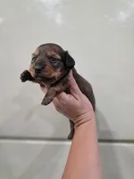 Penny, a female Miniature Dachshund for sale in Springfield, MO – 6 of 10